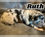 Puppy Baby Ruth Australian Shepherd