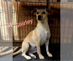 Shirley - Female Feist Terrier-Rat Terrier Mix Dog for Adoption - Photo #7