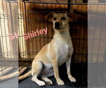 Small #6 Feist Terrier-Rat Terrier Mix