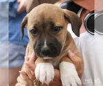 Small #5 Mutt