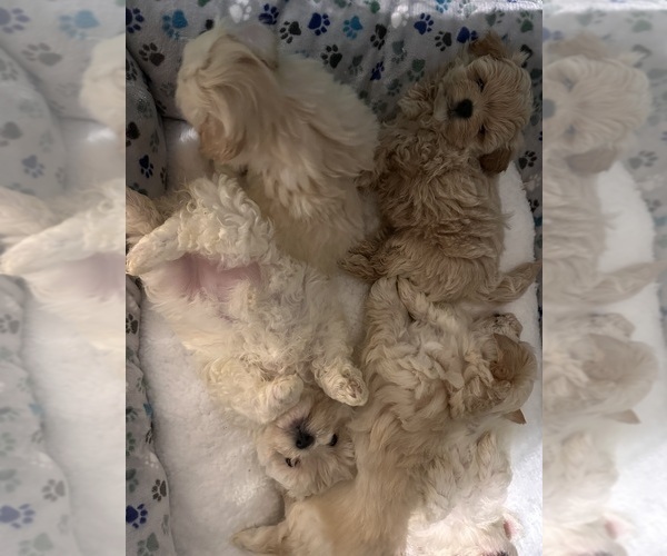 Medium Photo #8 Maltipoo Puppy For Sale in ALEXANDRIA, VA, USA