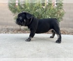 Puppy Eclair French Bulldog