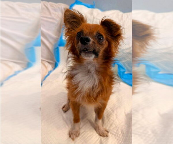 Medium Photo #1 Chihuahua-Unknown Mix Puppy For Sale in Lakewood, CO, USA