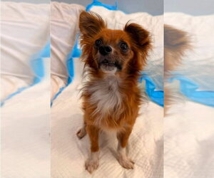 Chihuahua-Unknown Mix Dogs for adoption in Lakewood, CO, USA