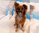 Small Chihuahua Mix