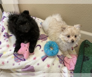 German Spitz-Pomeranian Mix Puppy for sale in RENO, NV, USA