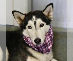 Siberian Husky-Unknown Mix Dogs for adoption in San Antonio, TX, USA