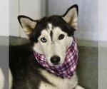 MAIZE - Female Siberian Husky-Unknown Mix Dog for Adoption - Small photo