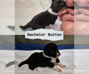 Medium Border-Aussie
