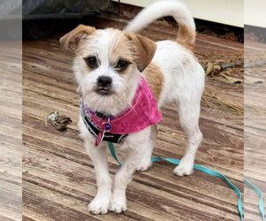 Jack Russell Terrier Dogs for adoption in Spring Lake, NC, USA