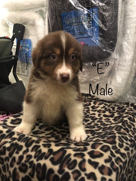Medium Photo #5 Australian Shepherd Puppy For Sale in LAKE CITY, FL, USA