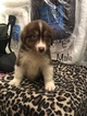 Small Photo #5 Australian Shepherd Puppy For Sale in LAKE CITY, FL, USA