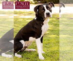 Small #11 American Staffordshire Terrier-Boston Terrier Mix
