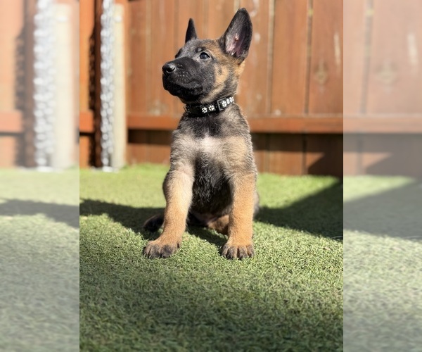 Medium Photo #1 Belgian Malinois-Dutch Shepherd Dog Mix Puppy For Sale in OAK FOREST, IL, USA