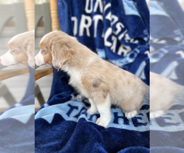 Medium Photo #7 Miniature Australian Shepherd Puppy For Sale in ROCKY MOUNT, VA, USA