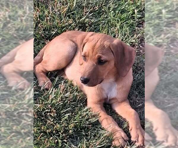 Medium Photo #14 Redbone Coonhound-Unknown Mix Puppy For Sale in pomfret, CT, USA