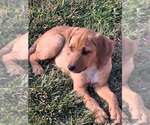 Small #13 Redbone Coonhound Mix