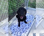 Small #3 Labrador Retriever Mix