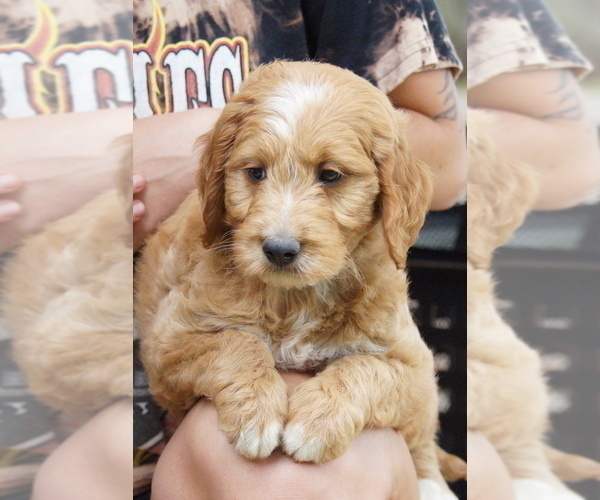Medium Photo #2 Goldendoodle (Miniature) Puppy For Sale in MILLERSBURG, OH, USA