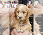 Small #1 Goldendoodle (Miniature)