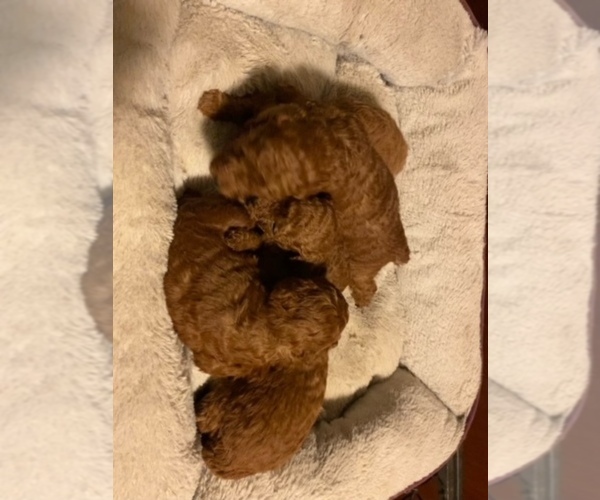 Medium Photo #1 Poodle (Toy) Puppy For Sale in JERICHO, NY, USA