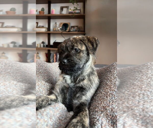 Medium Photo #1 Mutt Puppy For Sale in St. Louis Park, MN, USA