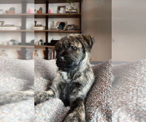 Mutt Dogs for adoption in St. Louis Park, MN, USA