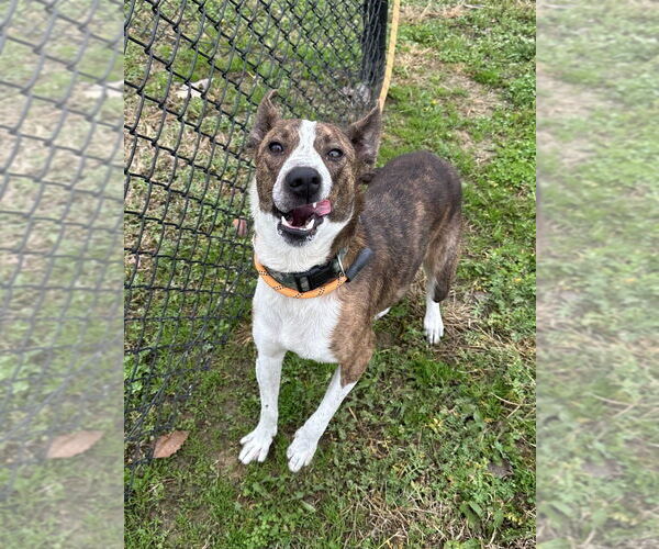 Medium Photo #2 Mutt Puppy For Sale in Evansville, IN, USA