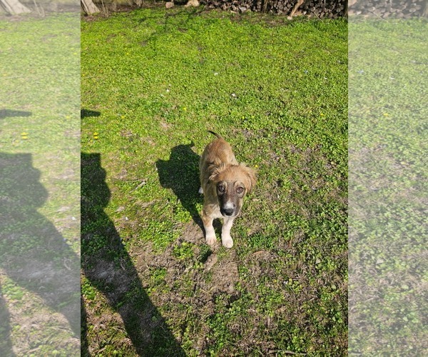 Medium Photo #3 Collie-Unknown Mix Puppy For Sale in Wakefield, RI, USA