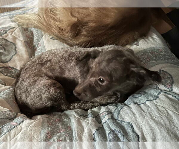 Medium Photo #7 Poodle (Miniature) Puppy For Sale in Holly Springs, NC, USA