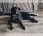 Small #3 Labrador Retriever Mix