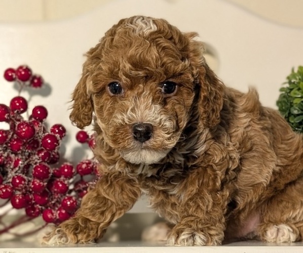 Medium Photo #42 Poodle (Miniature) Puppy For Sale in GOSHEN, IN, USA