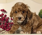 Small #9 Poodle (Miniature)