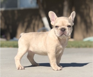 French Bulldog Puppy for sale in BLOOMINGTON, CA, USA
