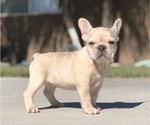 Image preview for Ad Listing. Nickname: Female Frenchie