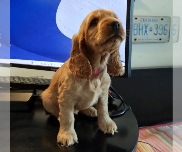 Medium Photo #5 English Cocker Spaniel Puppy For Sale in BRONX, NY, USA