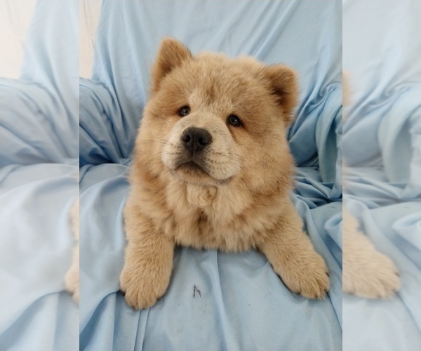 Medium Photo #1 Chow Chow Puppy For Sale in LAKELAND, FL, USA
