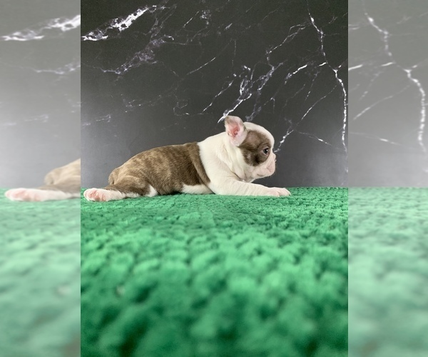Medium Photo #6 Boston Terrier Puppy For Sale in TULARE, CA, USA