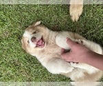 Small #4 Australian Shepherd