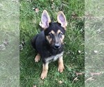 Small Photo #8 German Shepherd Dog Puppy For Sale in OSTRANDER, OH, USA