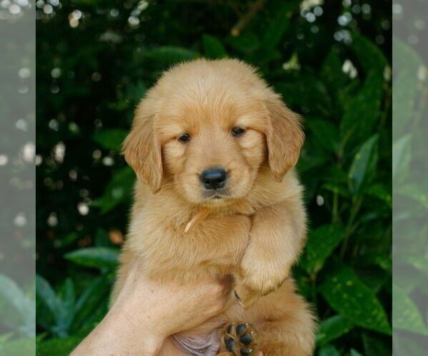 Medium Photo #4 Golden Retriever Puppy For Sale in NEW HOLLAND, PA, USA