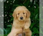 Small #3 Golden Retriever
