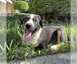 Border-Aussie Dogs for adoption in Fresno, CA, USA
