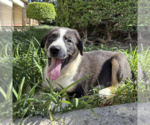 Small Border-Aussie
