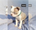 Small Photo #11 Boston Terrier Puppy For Sale in POMEROY, OH, USA