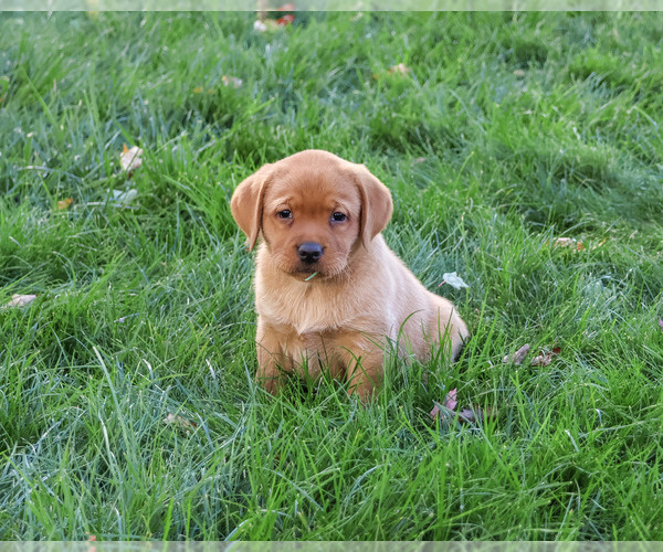 Medium Photo #4 Labrador Retriever Puppy For Sale in SYRACUSE, IN, USA