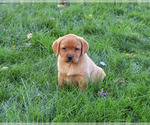 Renee - Female Labrador Retriever Puppy for Sale - Photo #4