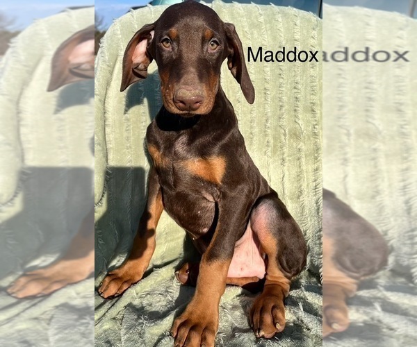 Medium Photo #3 Doberman Pinscher Puppy For Sale in POMEROY, OH, USA