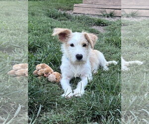 Mutt Dogs for adoption in Pacolet, SC, USA