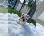 Small Photo #2 English Bulldog Puppy For Sale in OCOEE, FL, USA